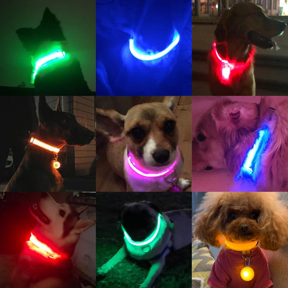 LedCollar™ - Collier à LED rechargeable pour chien - chatchien-belami