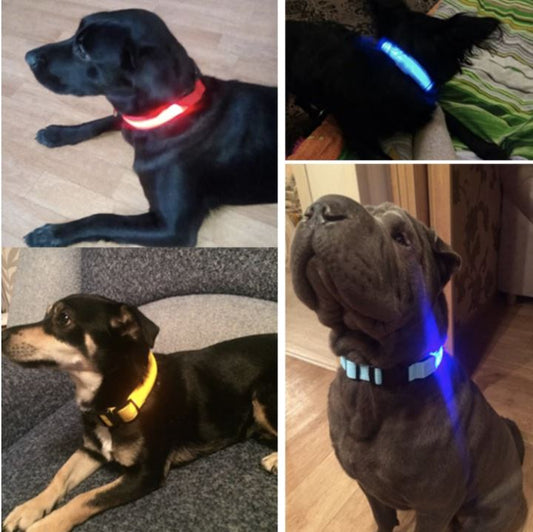 LedCollar™ - Collier à LED rechargeable pour chien - chatchien-belami